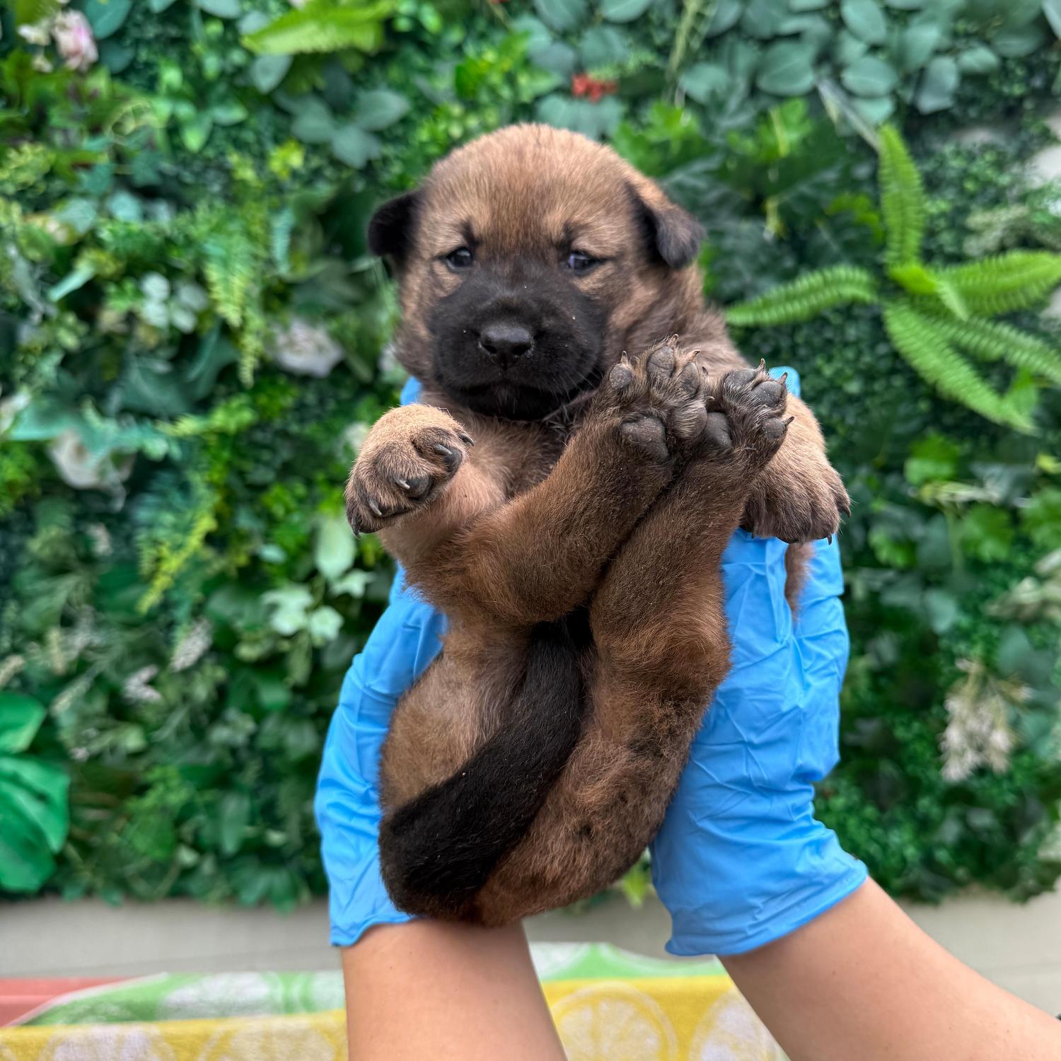 종료(자연사) 믹스…